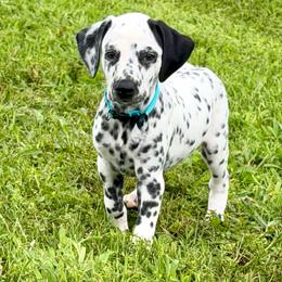 Chip - White and black male Dalmatian puppy in Mt. Vernon, Texas from Double B