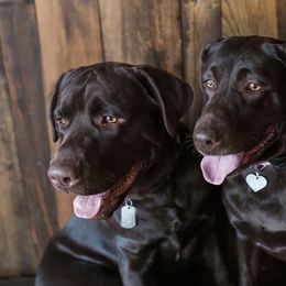 Labrador Retrievers from Merrick Road Labradors