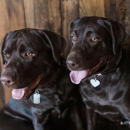 Labrador Retrievers from Merrick Road Labradors