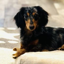 Turbo - Dachshund