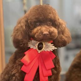 Great White Diamond Sofia (toy )male - Red  male Poodle puppy in Anza, California from Top Shepherd - Snow Angels Bichon Frisé, Maltise, toy Poodles.