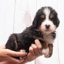 Tan Collar Male 5000 - Black tan and white male Bernese Mountain Dog puppy in Collinsville, Texas from Berner Dynasty