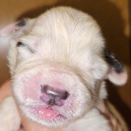 OFA Health Tested GREEN - White and gray male Great Pyrenees puppy in Lynchburg, Tennessee from Flashlight Farmers AKC Great Pyrenees