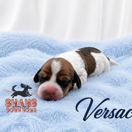 Versace - Piebald male Dachshund puppy in Hockley, Texas from Shans Down Home Doxies