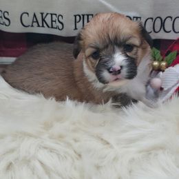 Holly - Red female Pembroke Welsh Corgi puppy in Charleroi, Pennsylvania from Twilight Hollow Corgis