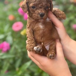 Chanel - Red female Cavapoo puppy in Ashland, Kentucky from Still Waters Farm