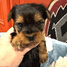 Benny - Black & tan tri-color male Morkie puppy in Decatur, Texas from Melanie's Morkies