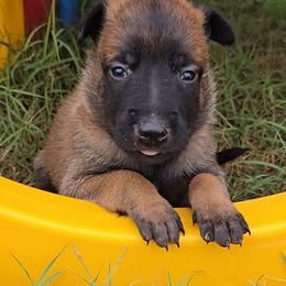 Croft's Yellow - Mahogany female Belgian Malinois puppy in Berry, Alabama from North River k9