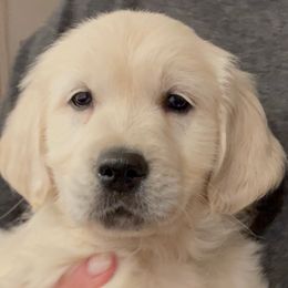 Golden Retrievers from Hyalite Family Kennel