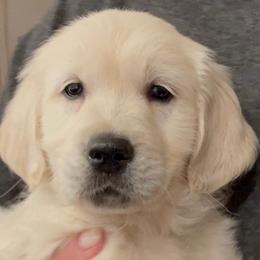 Golden Retrievers from Hyalite Family Kennel