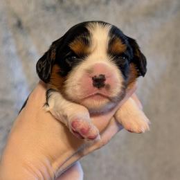 Mabel Flores Botello - Tri-color female Cavalier King Charles Spaniel puppy in Stilwell, Oklahoma from Love Bug Cavaliers