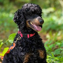 GUARDIAN NEEDED - Salem - Phantom female Poodle puppy in Centreville, Mississippi from Trin's Designer Doodles