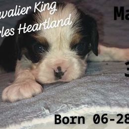 Mackel - Tri-color Cavalier King Charles Spaniel puppy in Broken Arrow, Oklahoma from Cavalier King Charles Heartland
