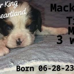 Mackel - Tri-color Cavalier King Charles Spaniel puppy in Broken Arrow, Oklahoma from Cavalier King Charles Heartland