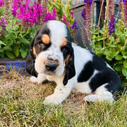 WB3 - Black brown and white male Basset Hound puppy in Britton, South Dakota from K&S Canines