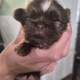 Booboo - Liver male Shih Tzu puppy in Green Valley Lake, California from All American Shih Tzu Puppies