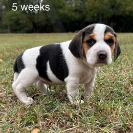 AKC Lark - Black tan and white female Beagle puppy in Rogersville, Missouri from Hales Little Beagle Haven