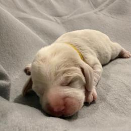 Yellow collar- girl - Red and white female Beagle puppy in Las Vegas, Nevada from Hound Kings
