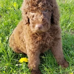 Poodle Puppies from RK'S Pets