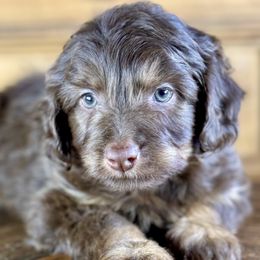Aussiedoodle, Miniature Australian Shepherd, and Poodle Puppies from Classic K9’s  Aussies & Doodles