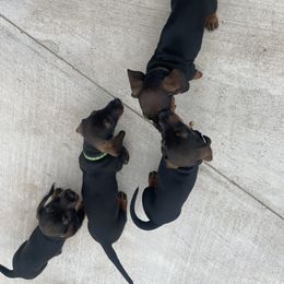 Dachshund Puppies from Broken Diamond J Farms