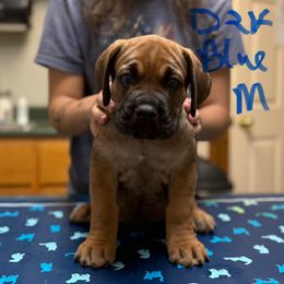 Dark Blue Collar - Fawn male Cane Corso puppy in Paris, Texas from Knucklehead Cane Corso