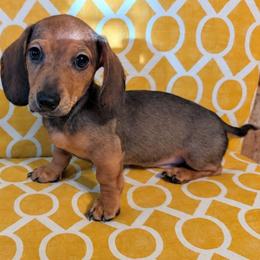 Boy 2 - Red male Dachshund puppy in Wortham, Texas from Amber's Mini Weenies