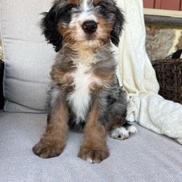 Luna - Blue merle female Bernedoodle puppy in Holtwood, Pennsylvania from Country Ridge Puppies