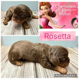 Rosetta - Chocolate female Cavalier King Charles Spaniel puppy in Spring Hill, Florida from Wonderland Cavaliers