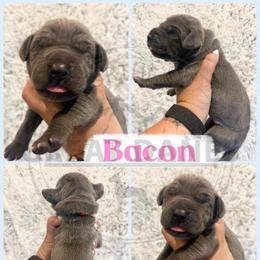 Bacon - Blue female Great Dane puppy in Sac City, Iowa from Northern Great Danes of Colorado & Iowa