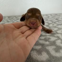 Mocha - Chocolate male Dachshund puppy in Stamford, Texas from West Texas Miniature Dachshunds
