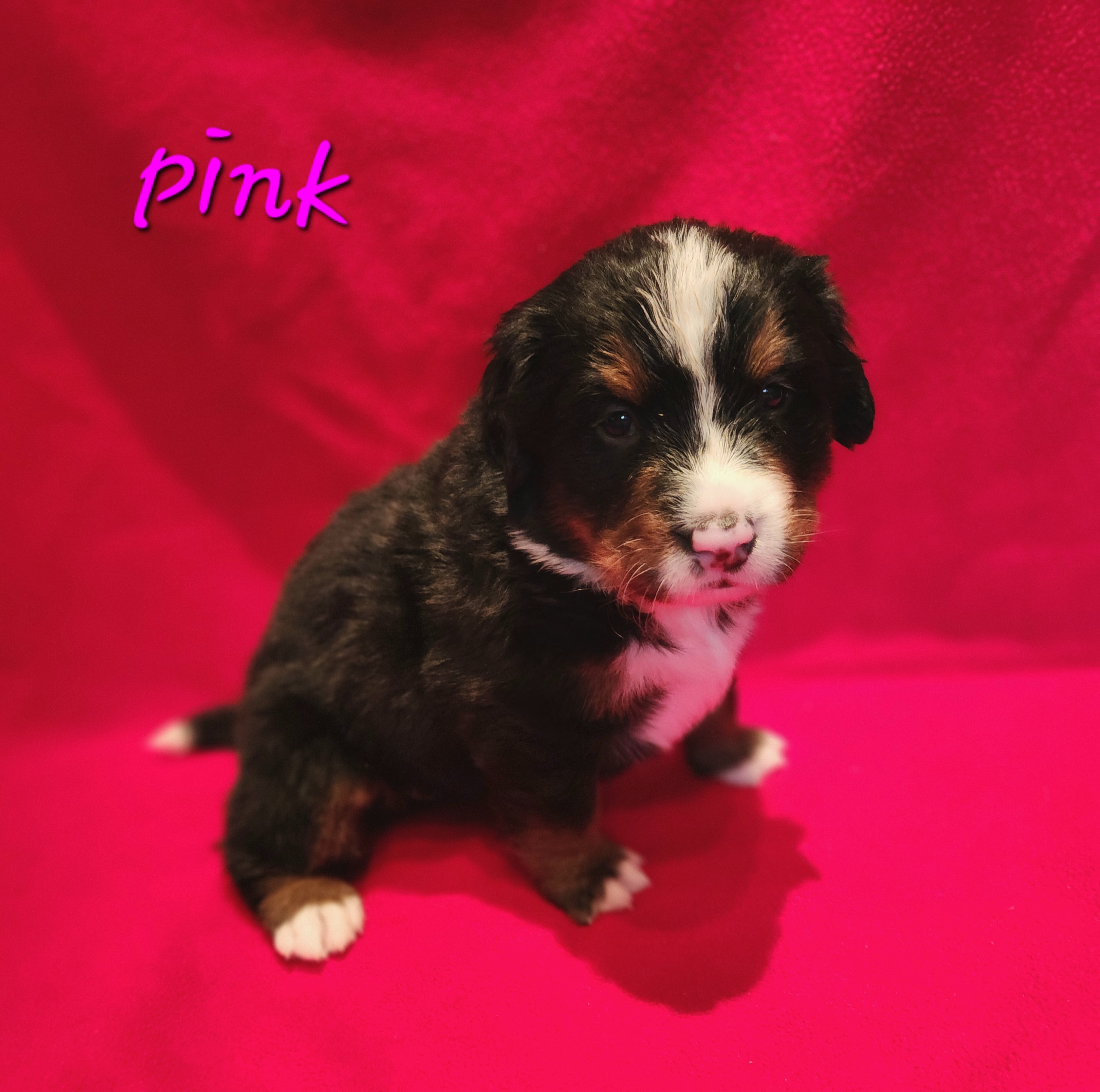 Girl 1 - Bernese Mountain Dog puppy in New Jersey from MadKnight Farms Bernese
