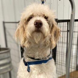 Fern - Aussiedoodle