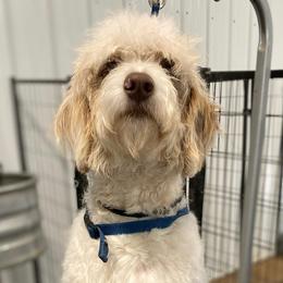 Fern - Aussiedoodle