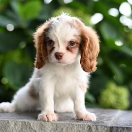 Whiskey - Blenheim male Cavalier King Charles Spaniel puppy in Sugarcreek, Ohio from Chocolate Cavalier