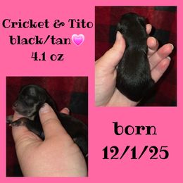 Girl 1 - Black and tan female Pomeranian puppy in Creswell, North Carolina from Grace's Poms🐾💕