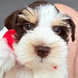 Pierre Tri White (blk)Choco Tan Parti boy READY Aug 4 th SUPER COATED - Parti male Miniature Schnauzer puppy in Temple, Texas from Schnauzers Of Taylor