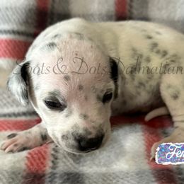 No collar - White and black female Dalmatian puppy in Jacksonville, North Carolina from Spots and Dots Dalmatians