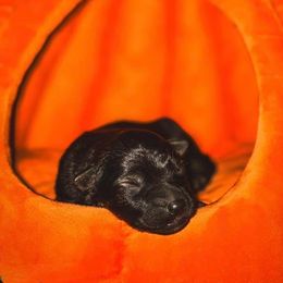 Bones (Green) - Sable male German Shepherd puppy in Chattanooga, Tennessee from Lucianhaus