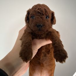 Angel - Red  female Poodle puppy in Marietta, Georgia from Toy Poodles by Iryna