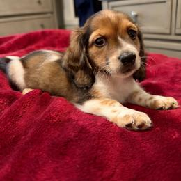 Ollie AKC - Piebald male Dachshund puppy in Marseilles, Illinois from Zacha’s Doxie House