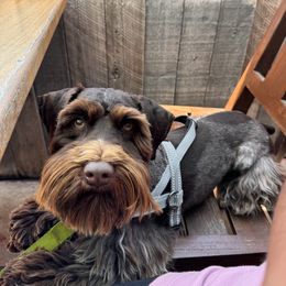 Koba - Miniature Schnauzer