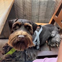 Koba - Miniature Schnauzer