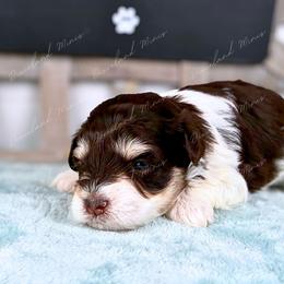 Candy - Parti female Miniature Schnauzer puppy in Hockley, Texas from Dixieland Miniature Schnauzers