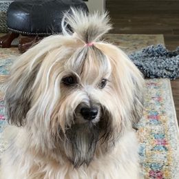 Havanese from MyHeartsHavis