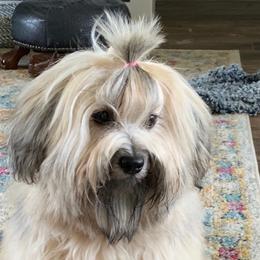 Havanese from MyHeartsHavis