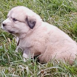 Puppy ID 92252 - White and tan female Great Pyrenees puppy in Leicester, North Carolina from Randall Glen Pyrenees
