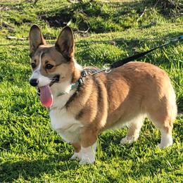 Harley - Pembroke Welsh Corgi