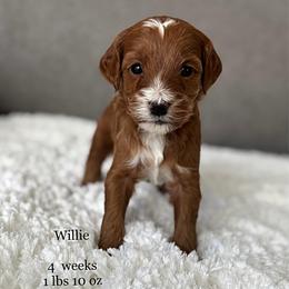Boy Spot 1 - Red  male Goldendoodle puppy in Idaho Falls, Idaho from Triple H puppies