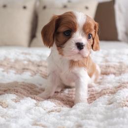 May - Blenheim female Cavalier King Charles Spaniel puppy in Broxton, Georgia from Cavalier & Co.